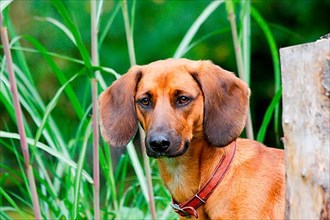 Tyrolean hound