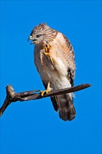 Red-shouldered Hawk