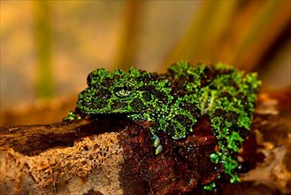 Moss frog