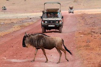 Blue wildebeest crossing road