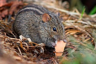 African Grass Mouse