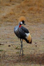 Grey-necked Crowned Crane