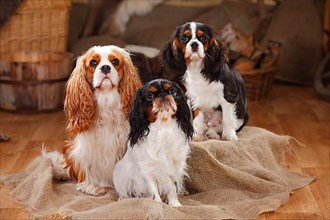 King Charles Spaniel and Cavalier King Charles Spaniel with puppy