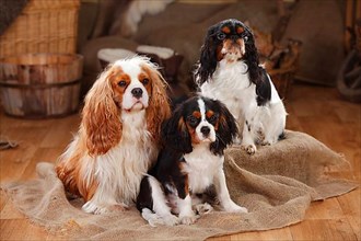 King Charles Spaniel and Cavalier King Charles Spaniel with puppy