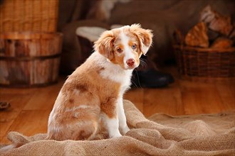 Miniature Australian Shepherd