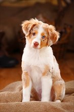 Miniature Australian Shepherd