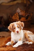 Miniature Australian Shepherd