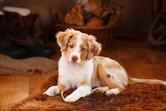 Miniature Australian Shepherd