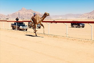 Official Camel Race in Wadi Rum