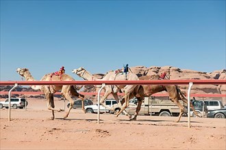 Official Camel Race in Wadi Rum