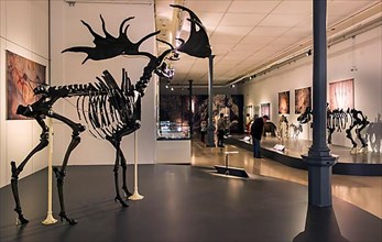 Skeleton of an Irish elk