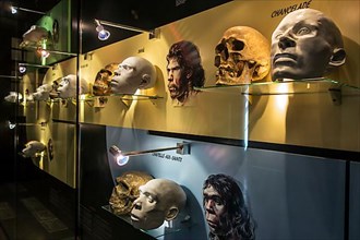 Replicas of heads and skulls depicting human evolution in the prehistory exhibition room at the Cinquantenaire Museum in Brussels