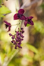 Akebia quinatan chocolate vine