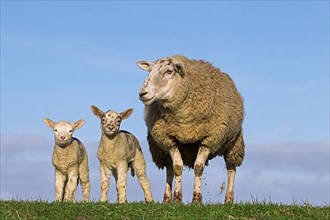 Frisian milk ewe Ewe with two white lambs in a meadow