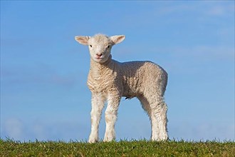 White lamb of Frisian milk sheep in a meadow