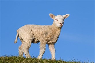 White lamb of Frisian milk sheep in a meadow