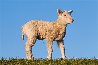 White lamb of Frisian milk sheep in a meadow