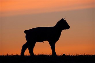Lamb silhouetted against orange sunset sky