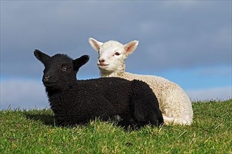 Black and white lambs of Frisian milk sheep resting in a meadow