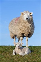 Frisian milk sheep with white lamb in a meadow