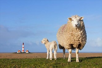 Westerheversand lighthouse and white sheep with lamb on salt meadow near Westerhever