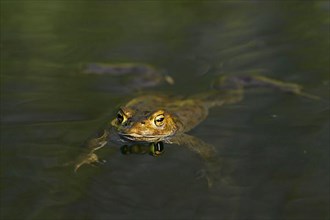 Common toad