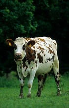 Domestic Normande cow