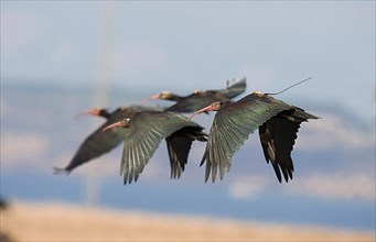 Northern northern bald ibis