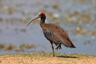 Black red-naped ibis