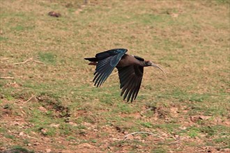 Black Ibis