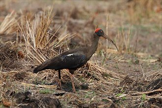 Black red-naped ibis