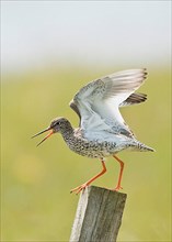 Common redshank