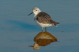 Marsh Sandpiper