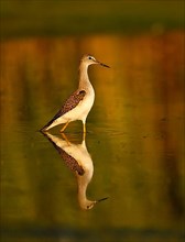 Lesser yellowleg