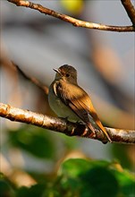 Rufous-tailed Jungle-flycatcher