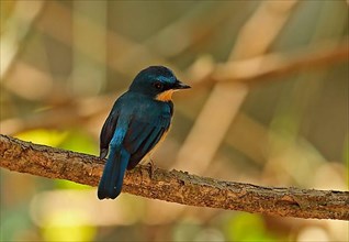 Malay blue flycatcher