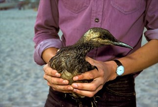 Person holding oiled Common Guillemot