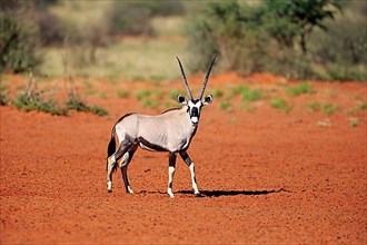 South African gemsbok