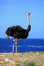South African Ostrich