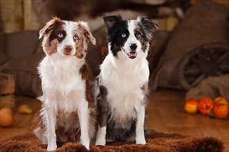 Miniature Australian Shepherds