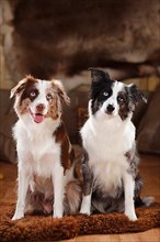 Miniature Australian Shepherds