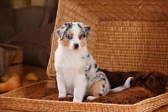 Miniature Australian Shepherd