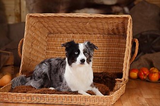 Miniature Australian Shepherd