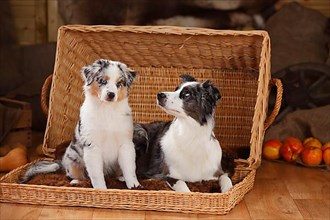 Miniature Australian Shepherd