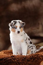 Miniature Australian Shepherd