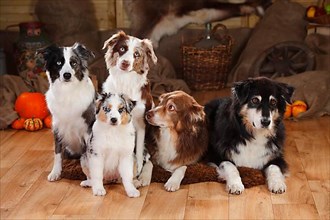 Australian Shepherds