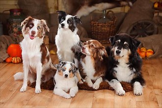 Australian Shepherds