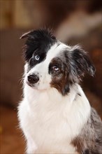 Miniature Australian Shepherd