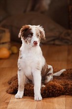 Australian Shepherd