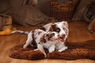 Australian Shepherd